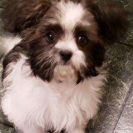 Mi-Kis and Shih Tzus from Tiny Tzu Mighty Shih Tzus & Mi-Kis