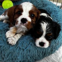 Cavalier King Charles Spaniel Puppies from Celtic Star Cavaliers