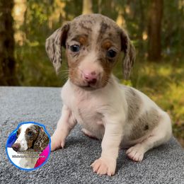 Dappled Piebald Boy - Dapple male Dachshund puppy in Brunswick, Georgia from Coastal Georgia Miniature Dachshunds