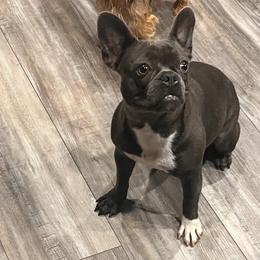 Zara - French Bulldog