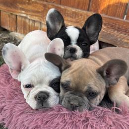 French Bulldog puppies from Spinner puppies