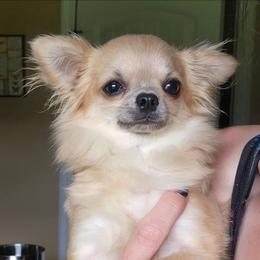Daisy - Blue fawn female Chihuahua puppy in Marcy, New York from Dralion Chihuahuas