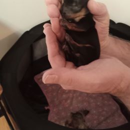 Yorkshire Terrier Puppies from Loving Laps (Yorkies raised right )