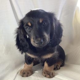 Dachshund Puppies from Vorhies Family Dachshunds