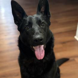 Kartel Ze Zadnich lesu - Black female German Shepherd puppy in Beech Grove, Arkansas from Ze Zadnich lesu