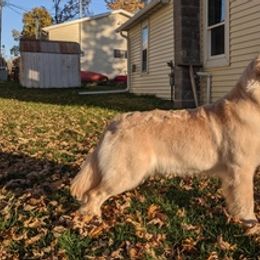 Golden Retrievers from Mark Get Set Goldens