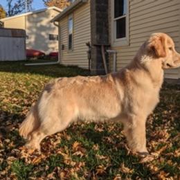 Golden Retrievers from Mark Get Set Goldens