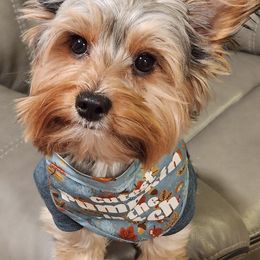 Yorkshire Terriers from Hudson Valley Yorkies