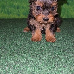 Lucy 1400 - Black and tan female Yorkshire Terrier puppy in Broxton, Georgia from More Than Family