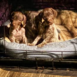 German Shorthaired Pointer Puppies from Hardwood Kennels