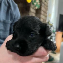 Natalie - Black female Miniature Schnauzer puppy in Dawson, Georgia from Faith Farm Miniature Schnauzers