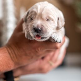 Sugarplum - Light golden female Golden Retriever puppy in Acton, Maine from Silver Pines Pups