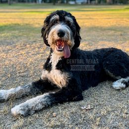 Oakley - Bernedoodle
