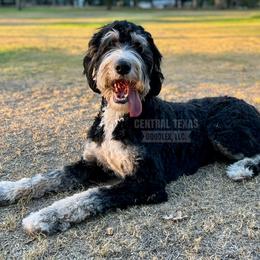 Oakley - Bernedoodle
