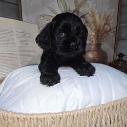 Max - Black male Cocker Spaniel puppy in Corcoran, California from Sweet Heart Cockers