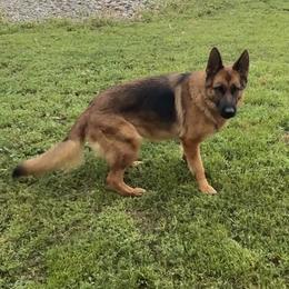 Riviera - German Shepherd