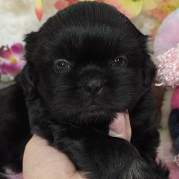 Twinkle Girl - Black female Shih Tzu puppy in Buda, Texas from Vickie's Shih Tzus