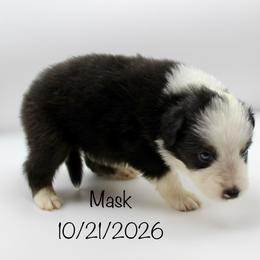 Boy 6 (Mask) - Black tri-color male Australian Shepherd puppy in Brooker, Florida from 🐾 The Great Bambino SunState Aussies!