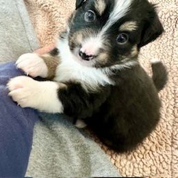 Miniature American Shepherd Puppies from Greenwood Acres Kennel