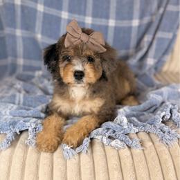 Layton - Tri-color female Bernedoodle puppy in Sweetwater, Florida from Sandy Snout Doodles