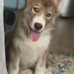 Native American Indian Dog Puppies from Corn Moon Kennels: a member of the Native American Indian Dog Preservation Project