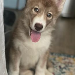 Native American Indian Dog Puppies from Corn Moon Kennels: a member of the Native American Indian Dog Preservation Project