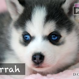Pomsky Puppies from Brent Bauer