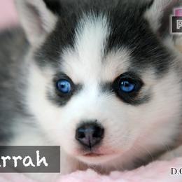 Pomsky Puppies from Brent Bauer