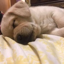 Labrador Retriever Puppies from True Grit Kennels