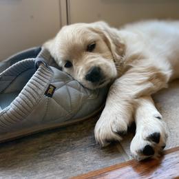 Golden Retriever Puppies from Dogwood Springs Golden Retrievers
