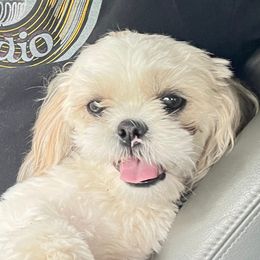 FuFu - Shih Tzu