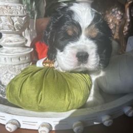 Jake - Black white and tan male Cocker Spaniel puppy in Pueblo, Colorado from Scott & Lada’s Pups