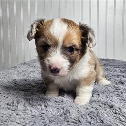Dilute Sable Merle Boy - Sable merle and white male American Corgi puppy in Winston, Oregon from There and Back Again Corgis