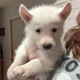 Boy 3 - White male Siberian Husky puppy in Laneville, Texas from ETX Huskies