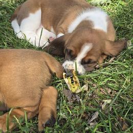 Daisy - Black brown and white female Basset Hound puppy in Loysburg,, Pennsylvania from Fisher's Couch Hounds