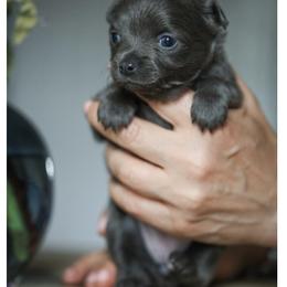 Chihuahua Puppies from ,, Vajda” chihuahua club