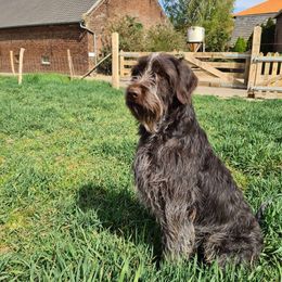 Mitch - Wirehaired Pointing Griffon