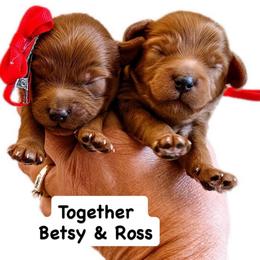Ross - Red male Cavapoo puppy in Pleasant Grove, Utah from Destination Doodles