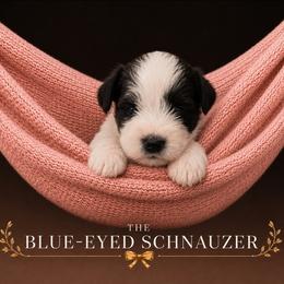 Lily - Parti female Miniature Schnauzer puppy in Winter Haven, Florida from The Blue Eyed Schnauzer