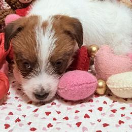 Triton - White and tan male Russell Terrier puppy in Fort Myers, Florida from Finnabair-Anu Russell Terriers