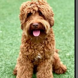 Turtle - Australian Labradoodle