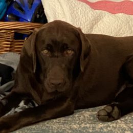 Dude - Labrador Retriever