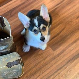 Pembroke Welsh Corgi Puppies from Keifer’s Corgis