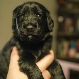 Osiris - Phantom male Goldendoodle puppy in Portsmouth, Virginia from Hopping Howlers Ranch