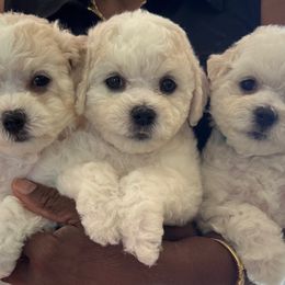Peppermint - Bichon Frise puppy from Happy Tails Bichons