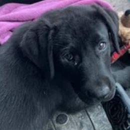 Labrador Retriever Puppies from Kempkers kennels