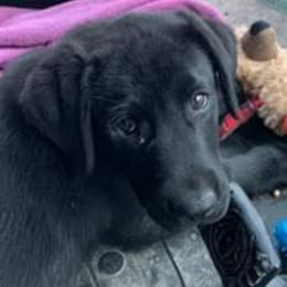 Labrador Retriever Puppies from Kempkers kennels