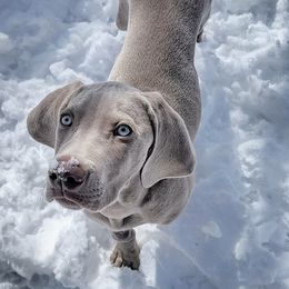 Weimaraner Puppies from Freehart's Weimaraners