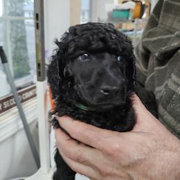 Poodle Puppies from Canterland Farm