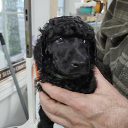 Poodle Puppies from Canterland Farm